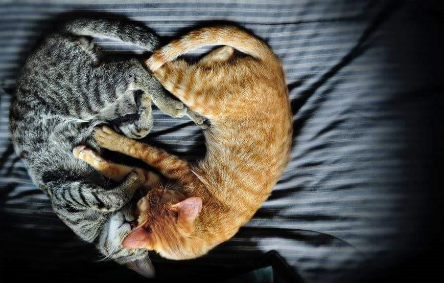 22. Сердечные отношения