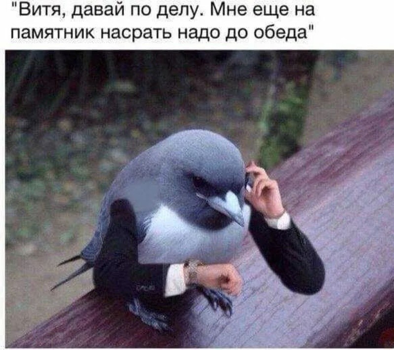 Мадридский голубь решил поправить речь мэра