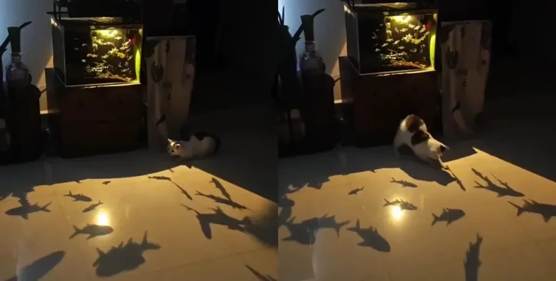 Необычный способ занять пушистого