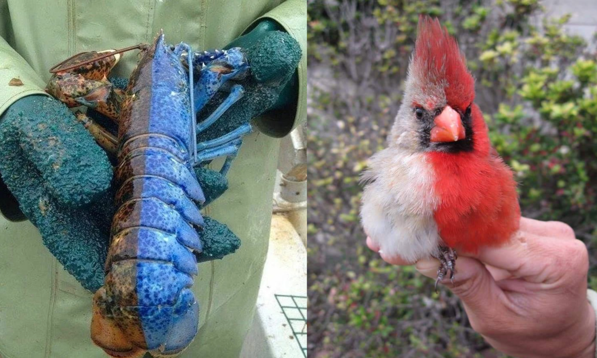 Половина женская, половина мужская: самая странная мутация птиц и не только