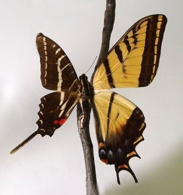 Половина женская, половина мужская: самая странная мутация птиц и не только