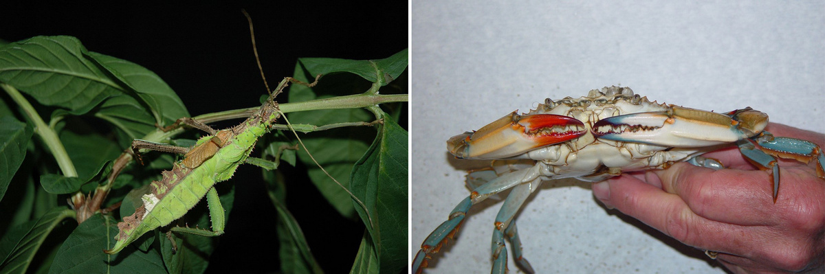 Половина женская, половина мужская: самая странная мутация птиц и не только