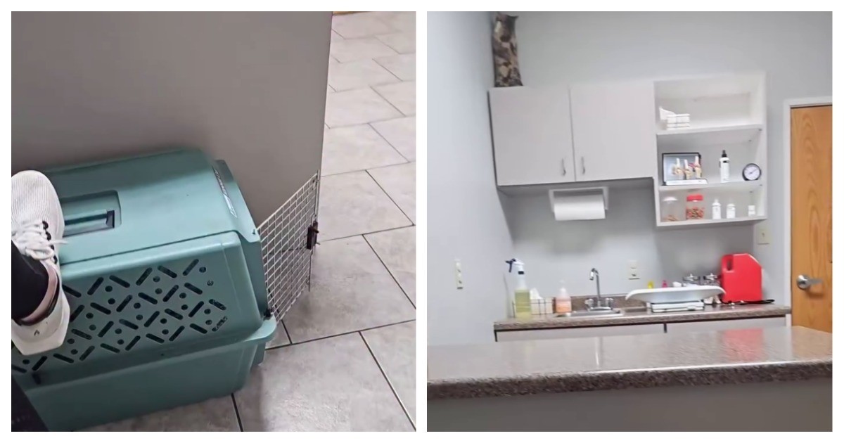 Кошка попыталась спрятаться от врача и хозяйки