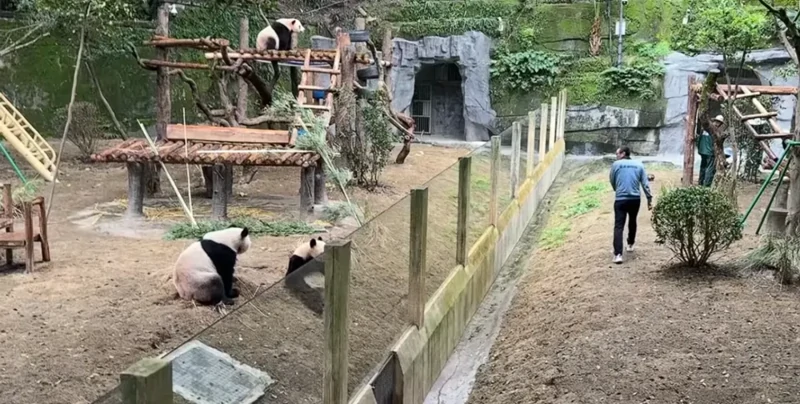 Панды в Чунцине повторили жест сотрудника
