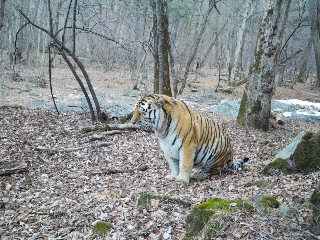 В Приморье фотоловушка сняла упитанного тигра