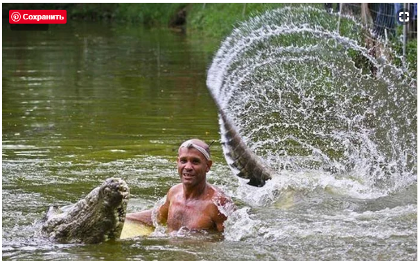 Можно ли приручить крокодила? Насколько умён крокодил