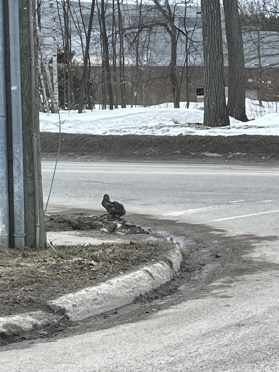 22. Тающий сугроб в виде симпатичного кролика