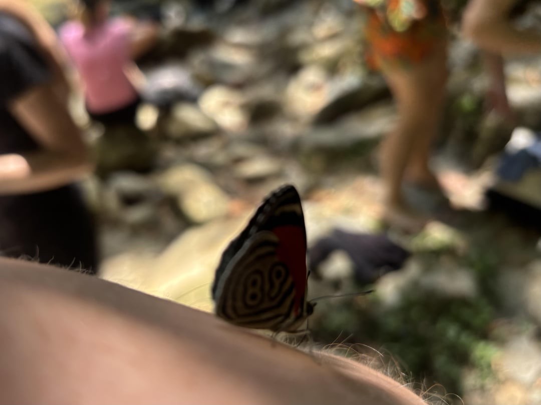 10. Число на крыльях бабочки