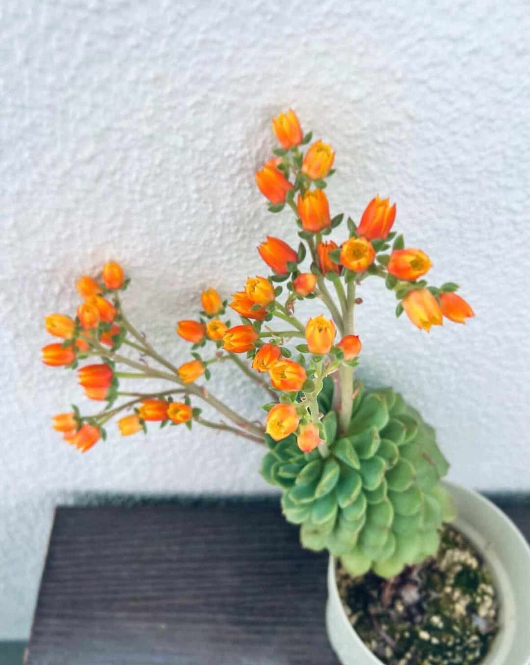 14. Восхитительный цветок калахоэ