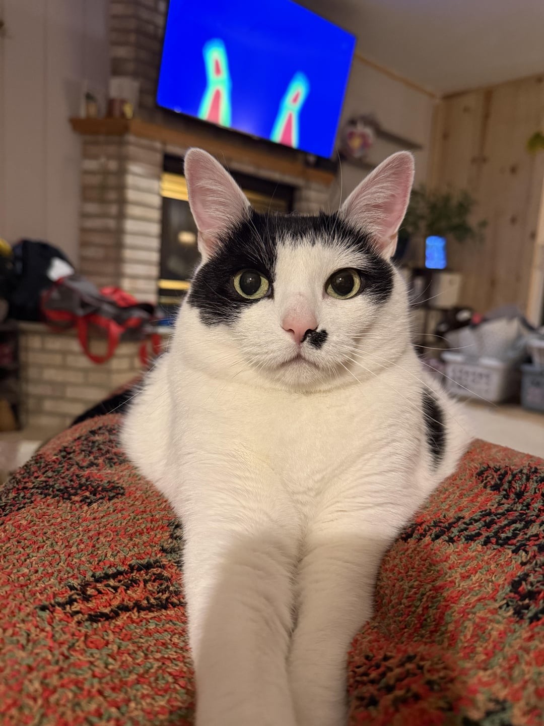 19. Кошка с мушкой