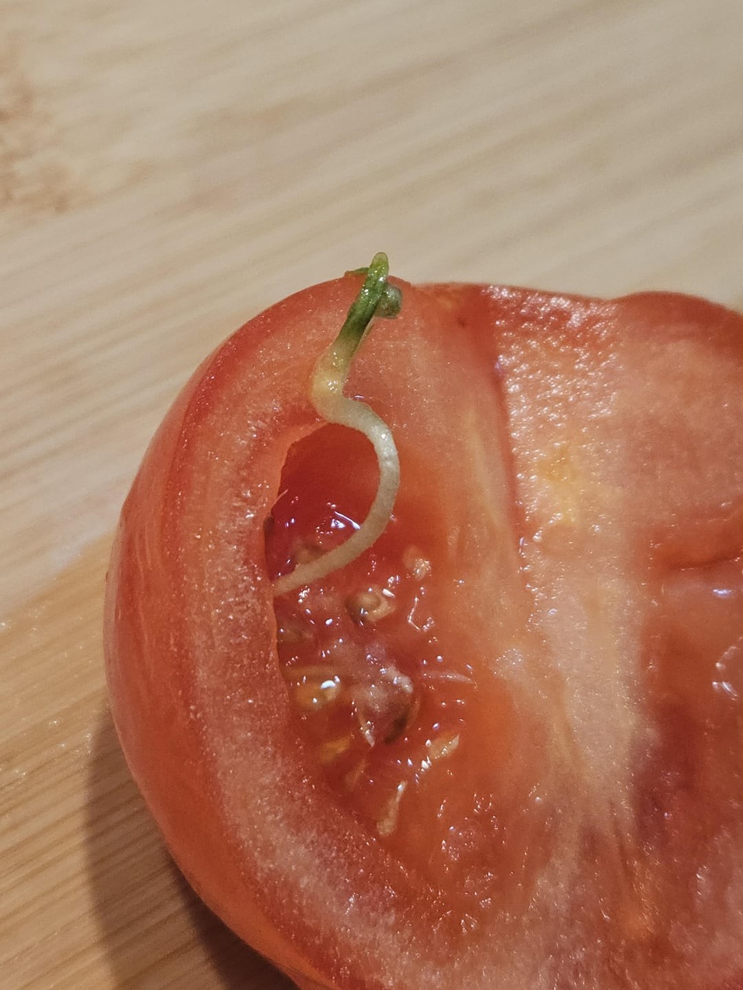 12. Томат стремится к новой жизни