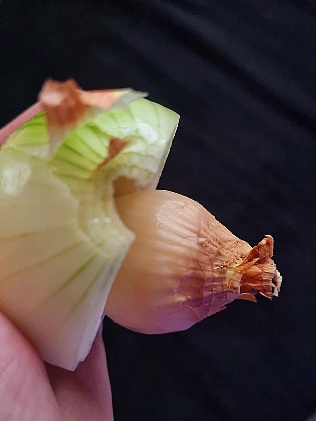 17. Луковица не так проста