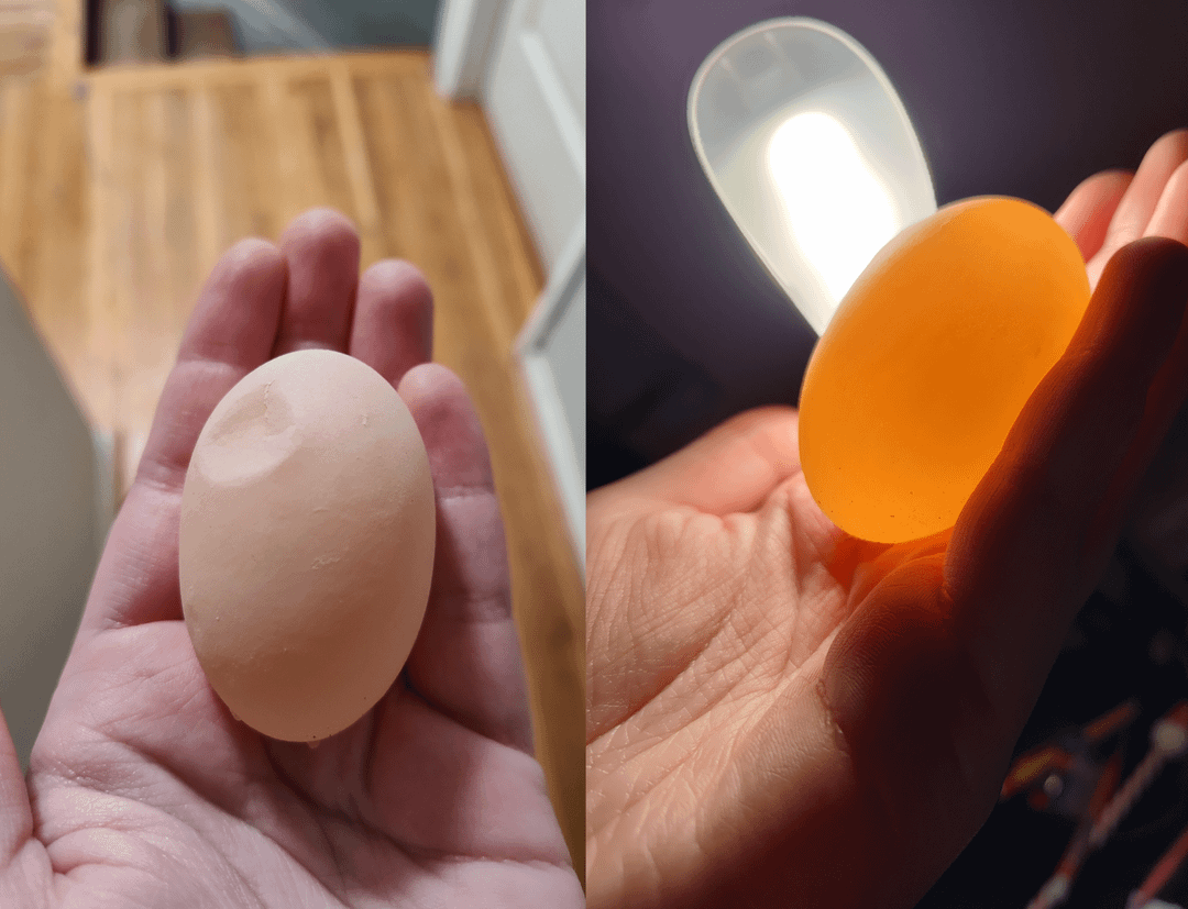 15. Старая несушка порадовала хозяйку уникальным яйцом - без скорлупы и желтка