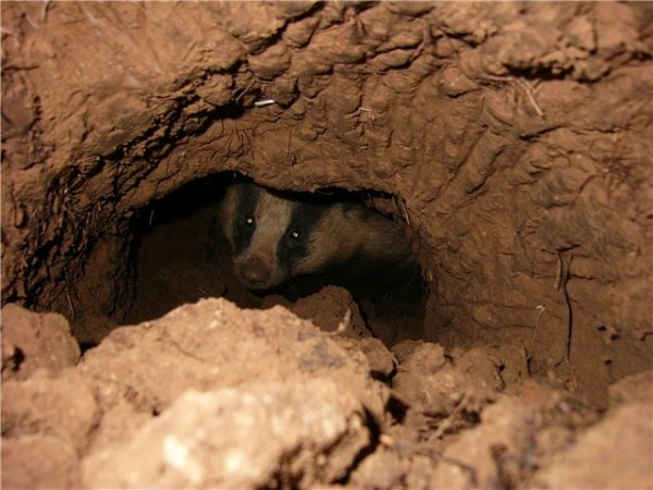 Барсук: единственный, кто выходит из спячки толстым и сытым, пока другие звери истощены