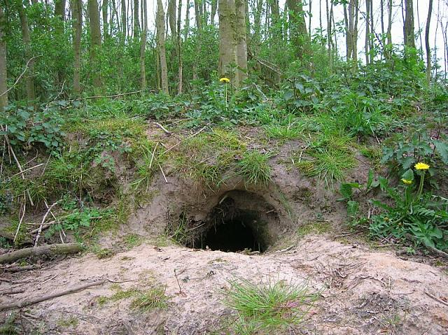 Барсук: единственный, кто выходит из спячки толстым и сытым, пока другие звери истощены