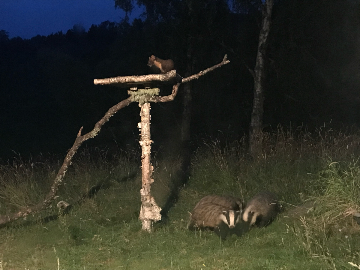 Барсук: единственный, кто выходит из спячки толстым и сытым, пока другие звери истощены