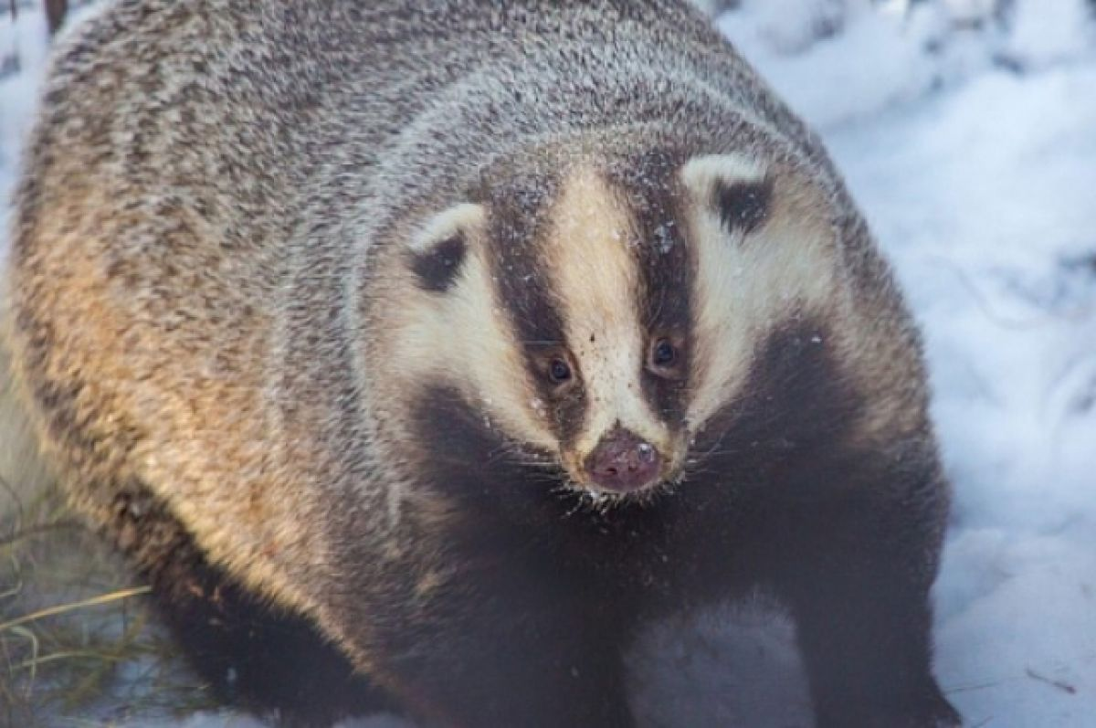 Барсук: единственный, кто выходит из спячки толстым и сытым, пока другие звери истощены