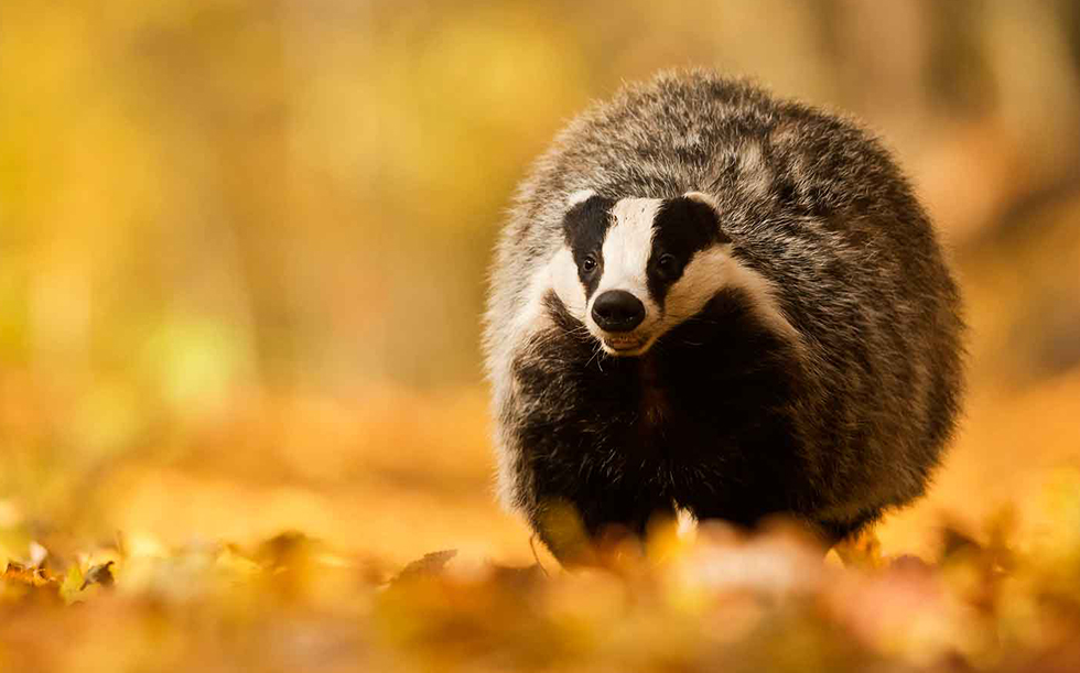 Барсук: единственный, кто выходит из спячки толстым и сытым, пока другие звери истощены