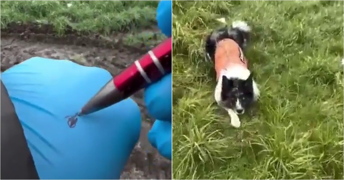 Бордер-колли в действии: как служебная собака находит вещи по запаху