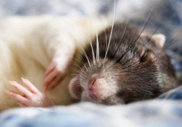 5. Сон - это жизнь