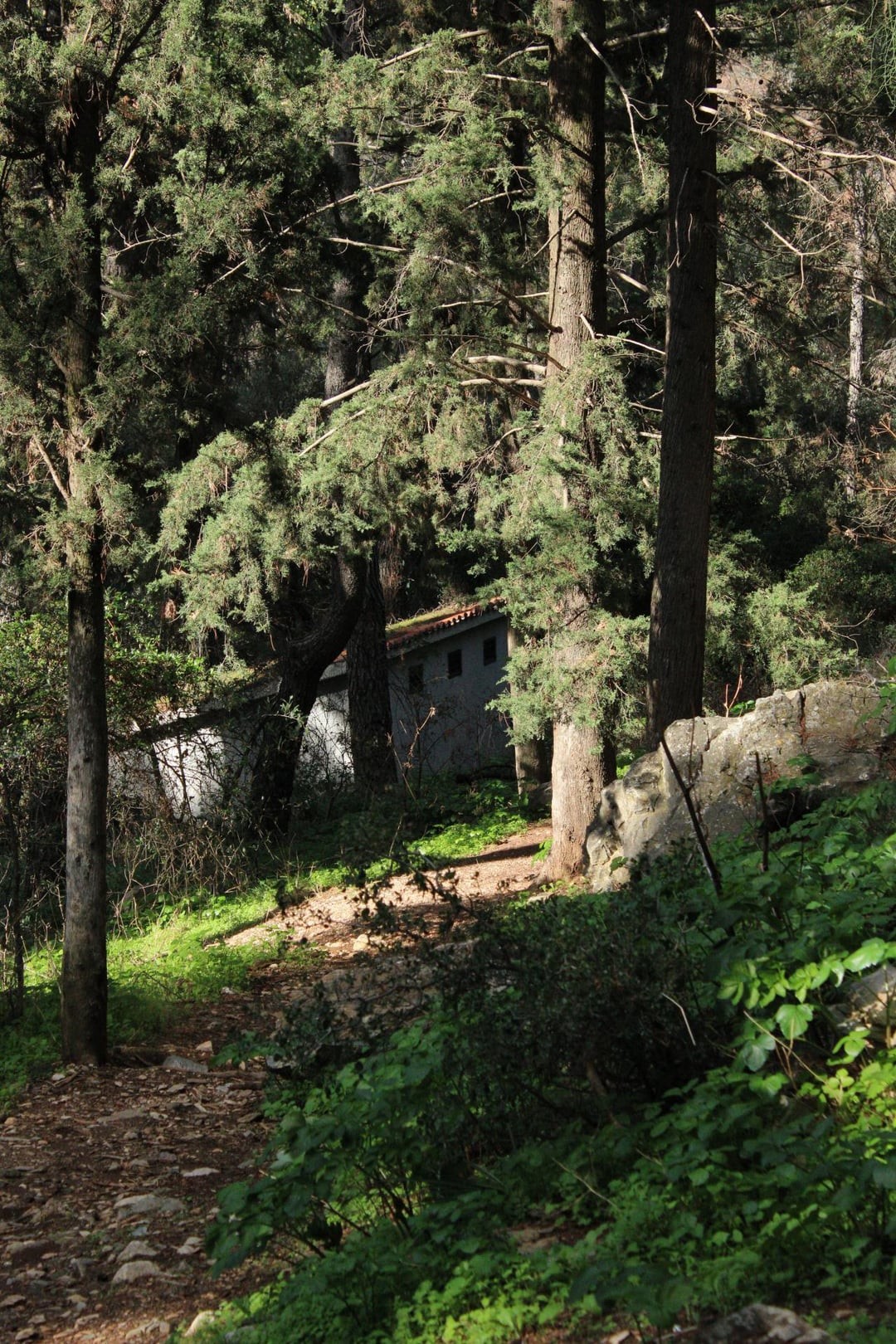 20. Среди хвойного безмолвия