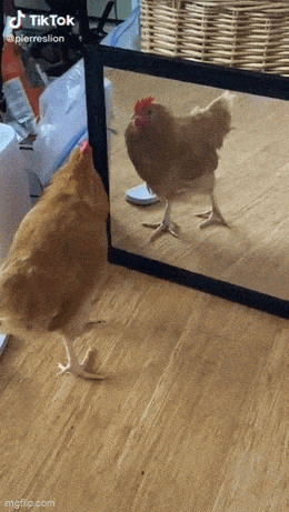 Просто гифки, всякие и&nbsp;разные