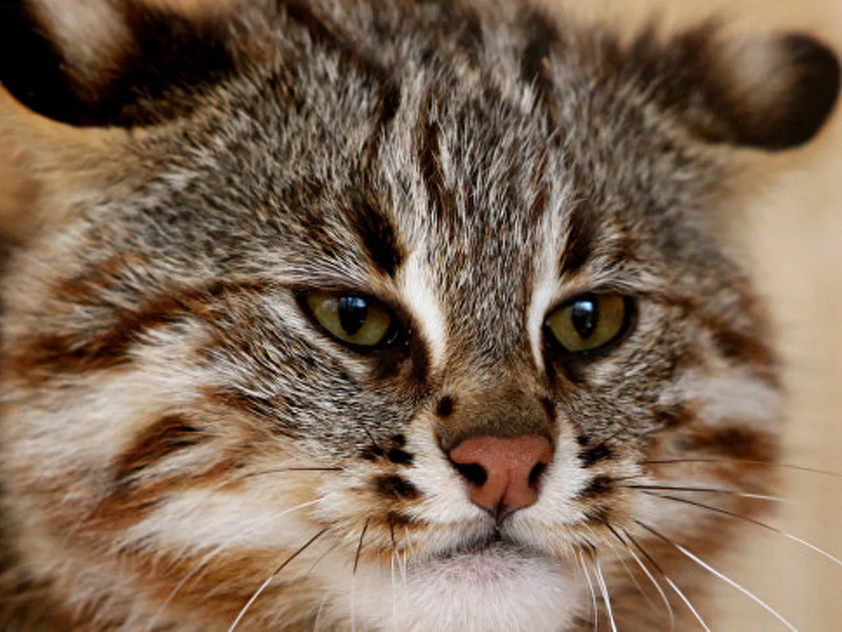 Амурский лесной кот: готов к охоте даже на копытных