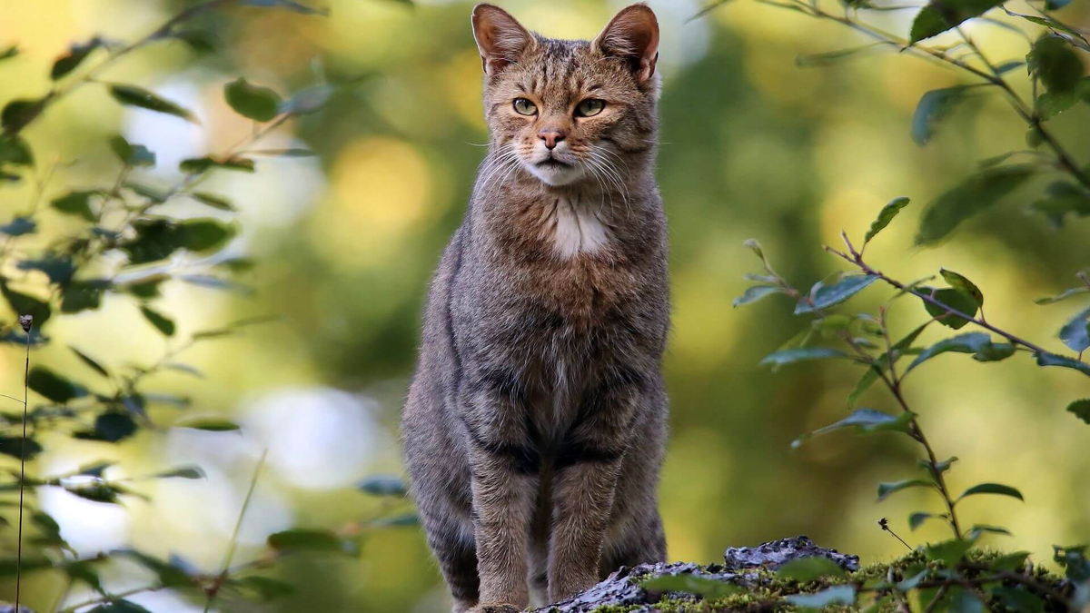 Амурский лесной кот: готов к охоте даже на копытных