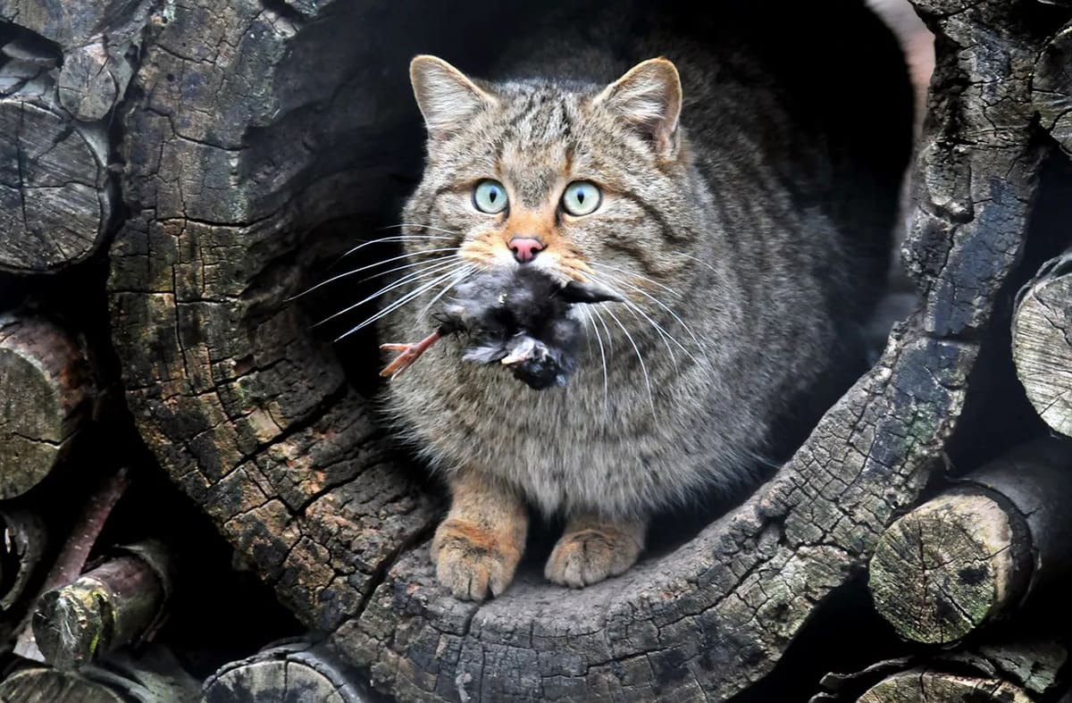 Амурский лесной кот: готов к охоте даже на копытных