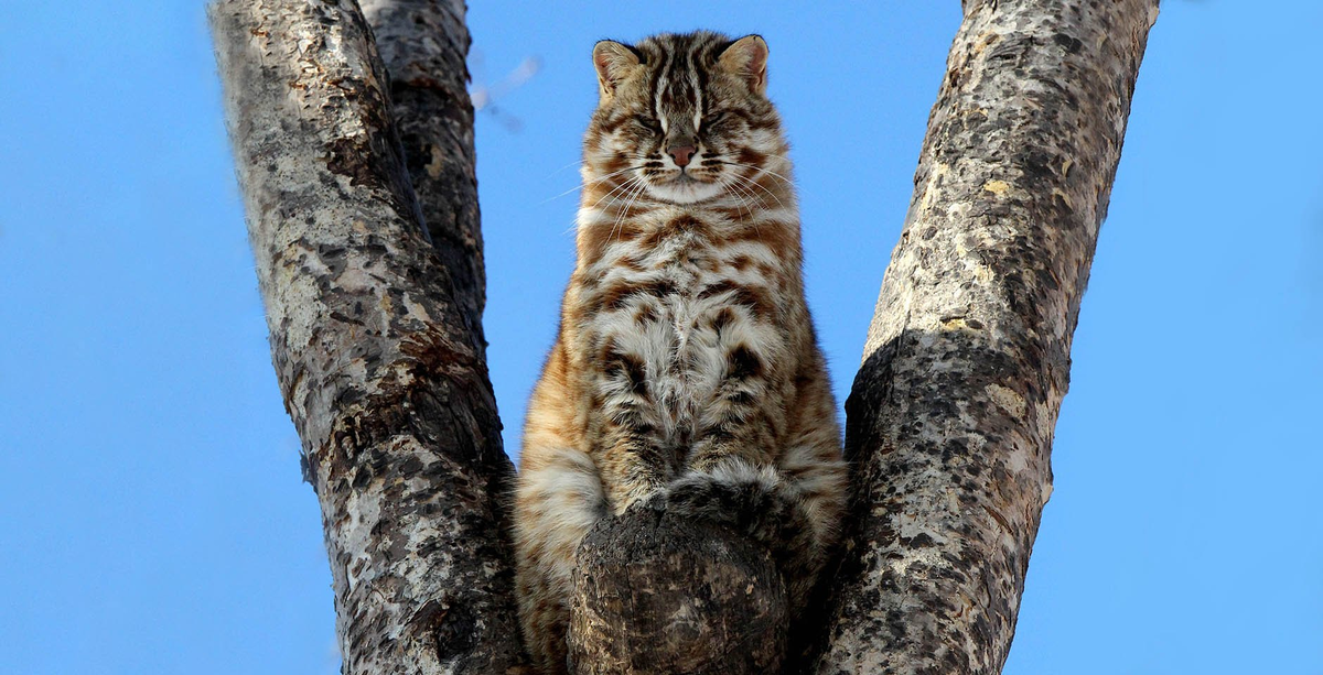 Амурский лесной кот: готов к охоте даже на копытных