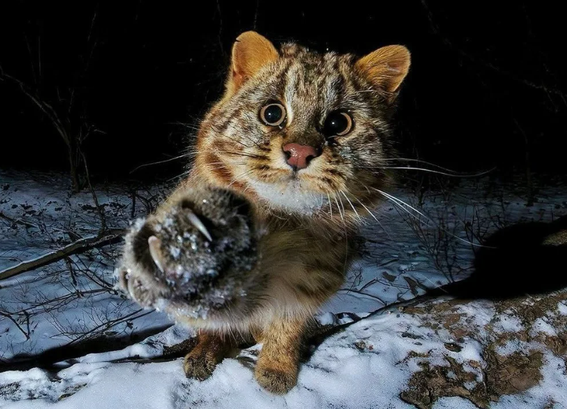 Амурский лесной кот: готов к охоте даже на копытных