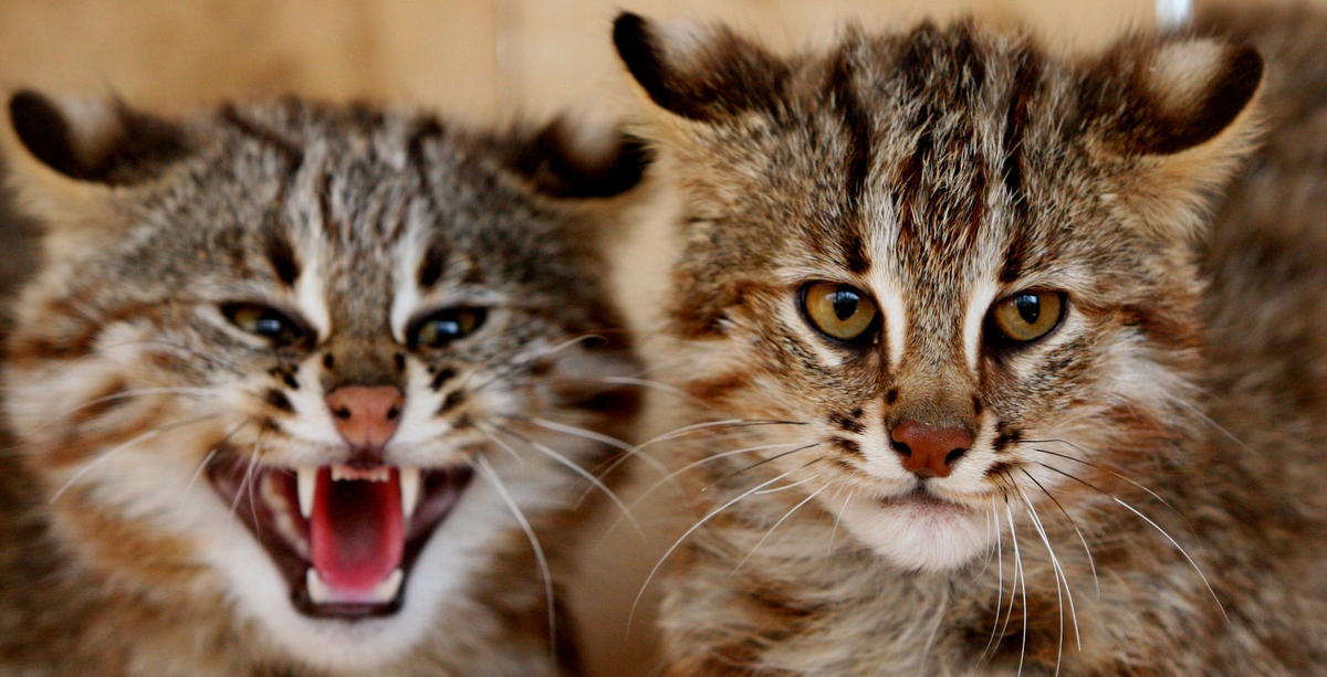 Амурский лесной кот: готов к охоте даже на копытных