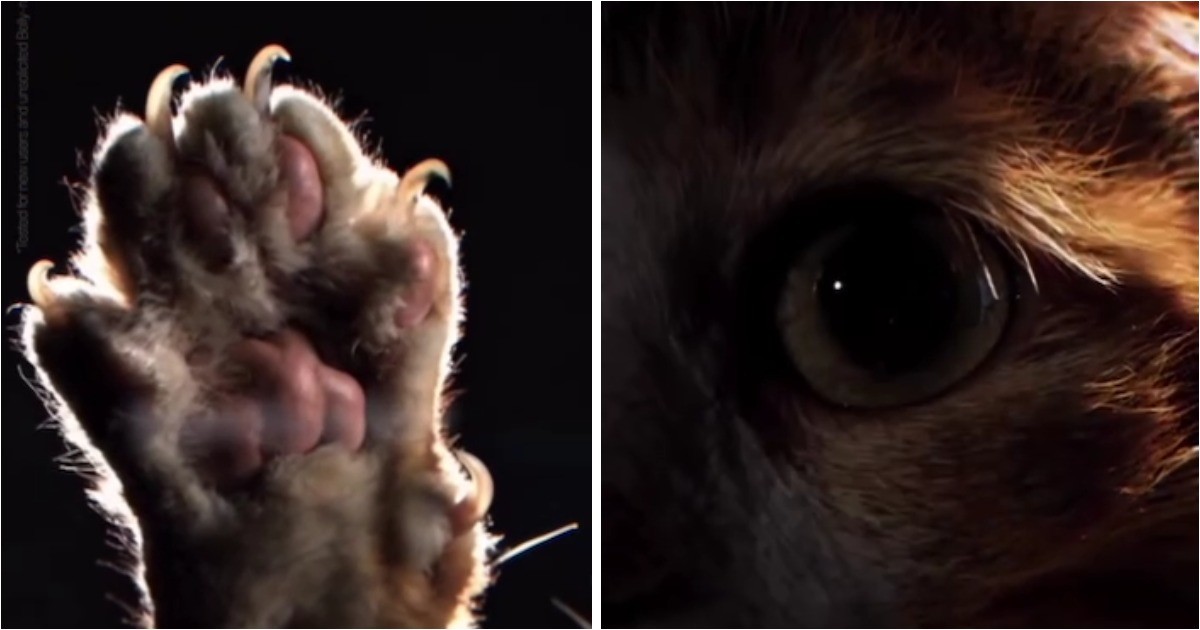 Девушка сняла обзор на кота в стиле Apple