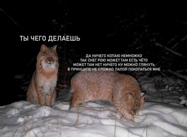 Скрины из соцсетей