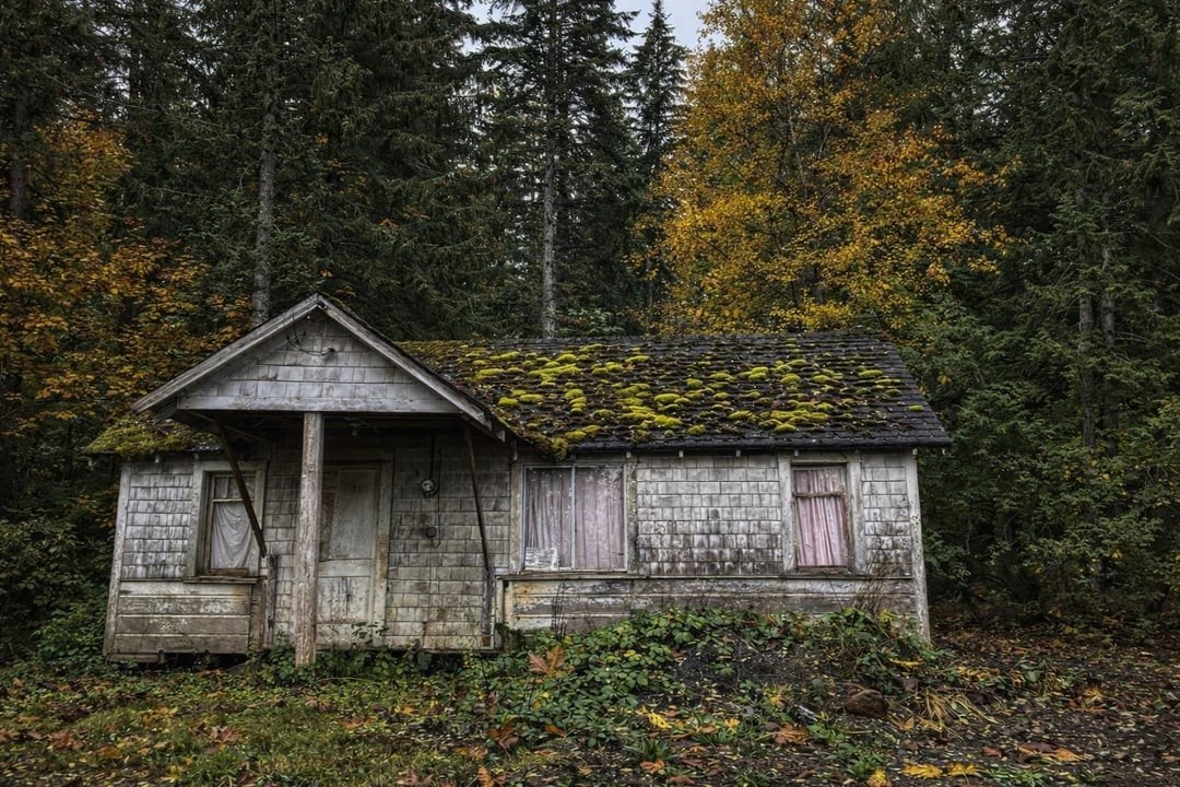 20. Тишина  леса