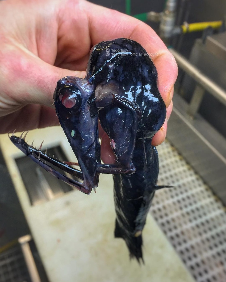 Чёрный малакост. Глубоководный хищник со стреляющим вперёд ртом. Случайно попался мурманскому рыбаку в качестве прилова