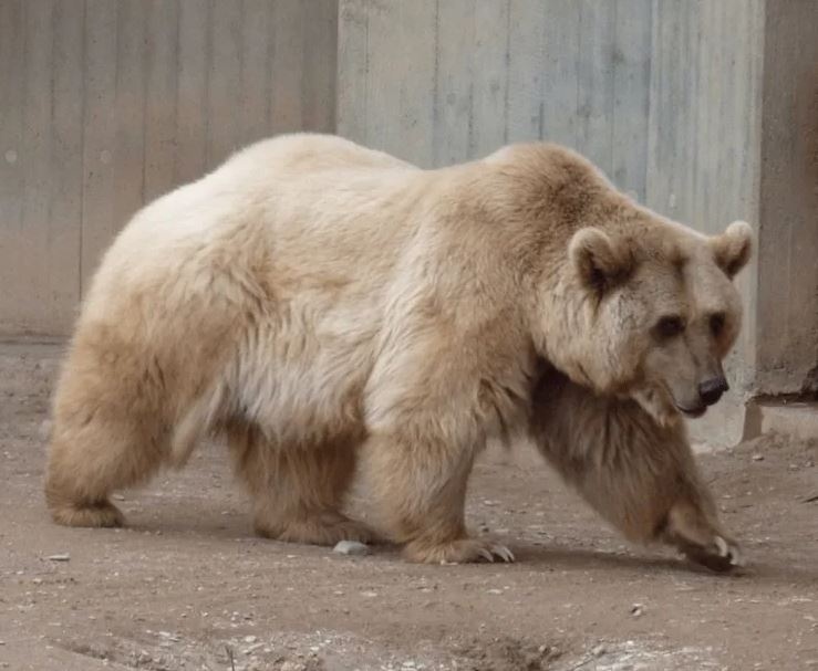 Гролар. Гибрид белого и бурого медведя. Такие особи встречаются всё чаще из-за того, что потепление вынуждает мишек разных климатических зон чаще пересекаться