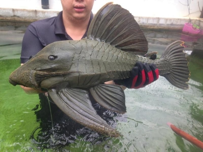 Кольчужный сом. Эти бронированные рыбки обитают в крутых и каменистых реках Южной Америки. Они отрастили особо крепкую чешую, чтобы не разбиться об скалы. Видов кольчужных сомов очень много, некоторые даже активно скупаются для аквариумов