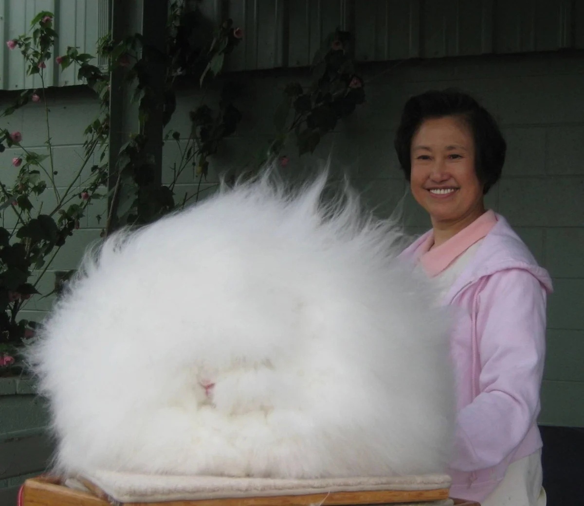 Ангорский кролик. Порода кроликов, которые превращаются в облако, если их не стричь