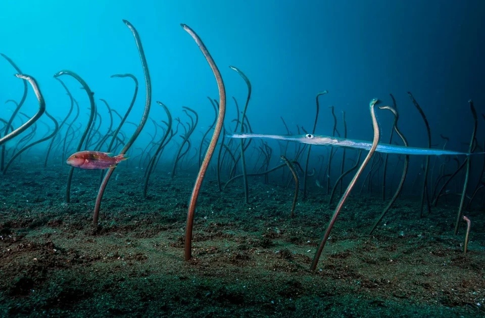 Сад угрей. Некоторые виды этих рыб не любят плавать и просто растут из своих норок на дне, вылавливая всякую мелочь. Они образуют целые леса на несколько квадратных километров. Уютно там у них