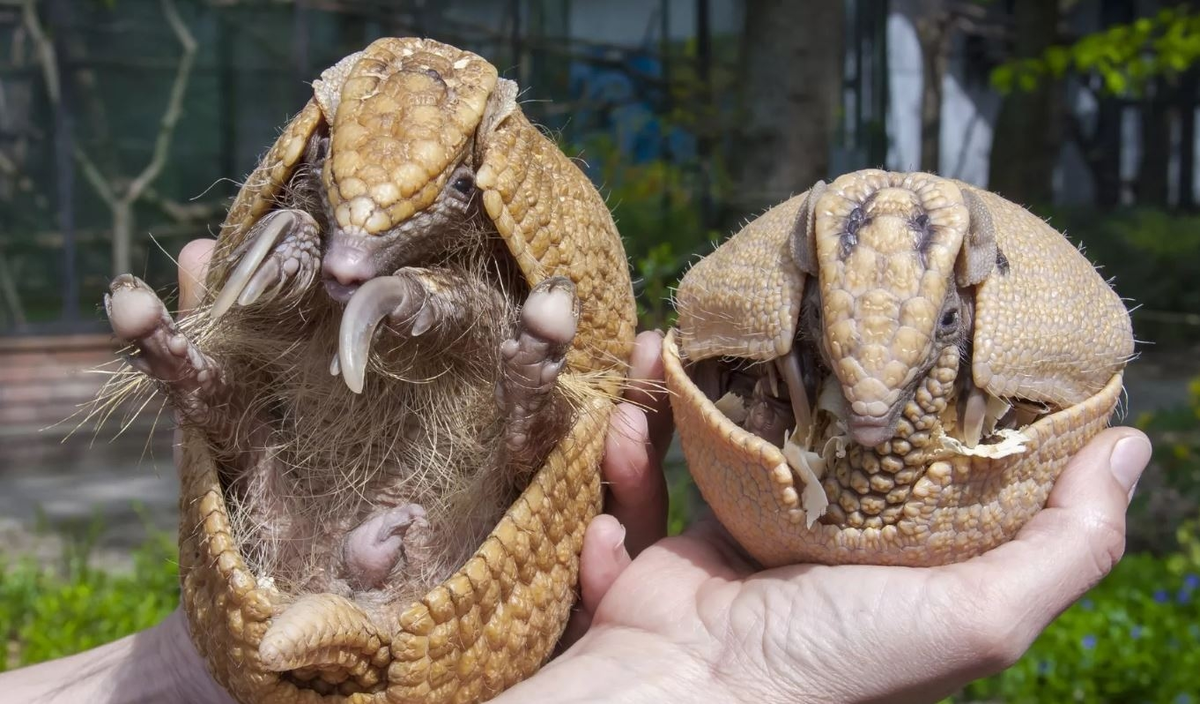 Трёхпоясные броненосцы. Бакуганы от мира животных