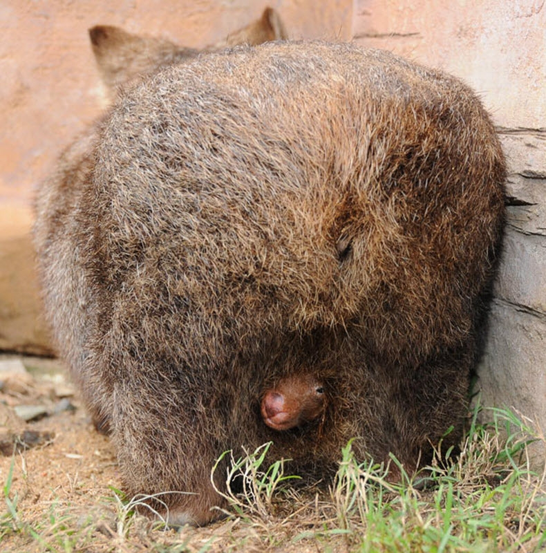 Детёныш вомбата смотрит на вас прямо из...сумки! Да, у вомбатов она в обратную сторону