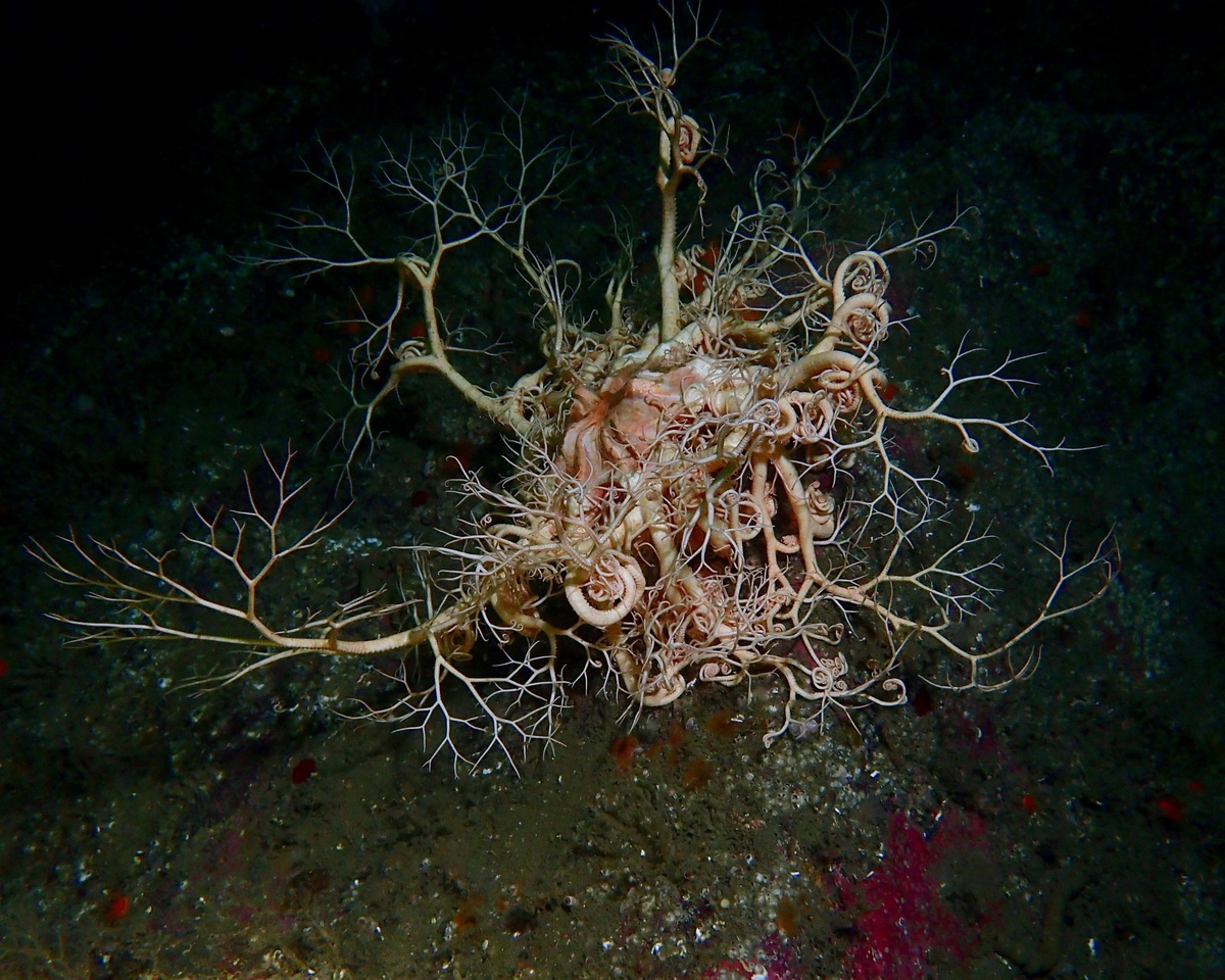 Офиура Голова Горгоны. Да, это крупное животное из океана. Родственник морских звёзд. Имеет кучу подвижных отростков до 70 см. Питается планктоном