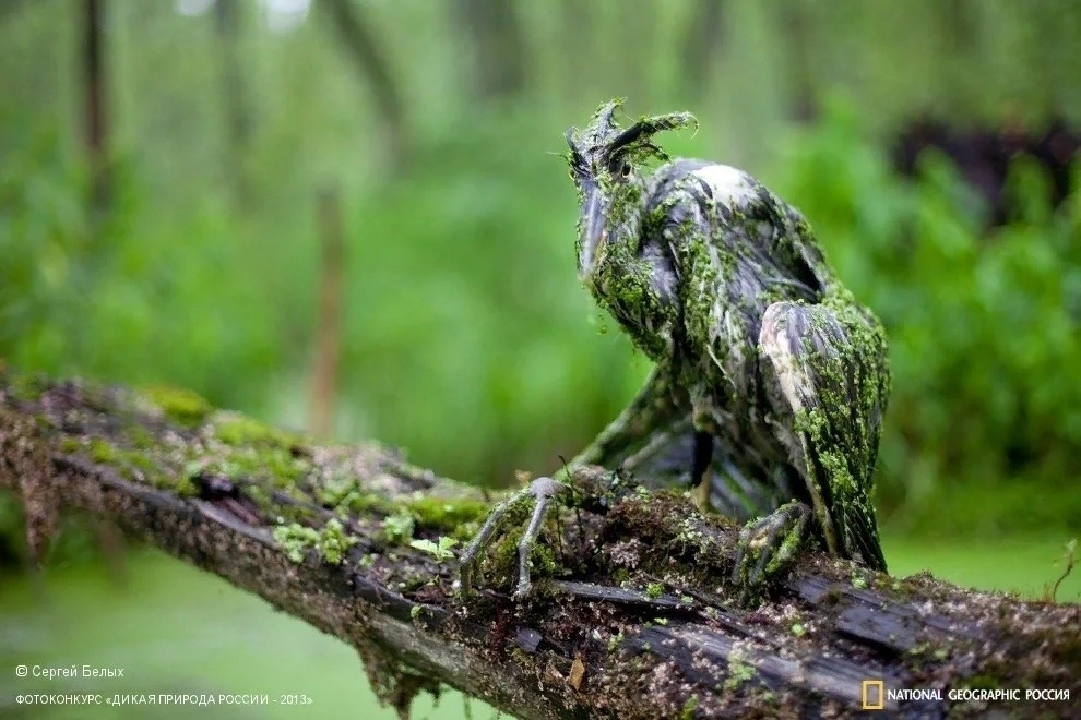 Это просто молодая цапля сильно испачкалась)))) Подрастающий птенец упал в болото во время шторма. Вот кто настоящий Леший!