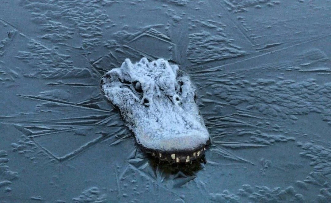 Аллигатор впал в оцепенение. Он не мёртв. Аллигаторы Северной Америки готовы к небольшим заморозком и просто вмерзают в лёд на пару недель. Эта оледеневшая морда спокойно дышит и полностью здорова, хоть и метаболизм сильно замедлен