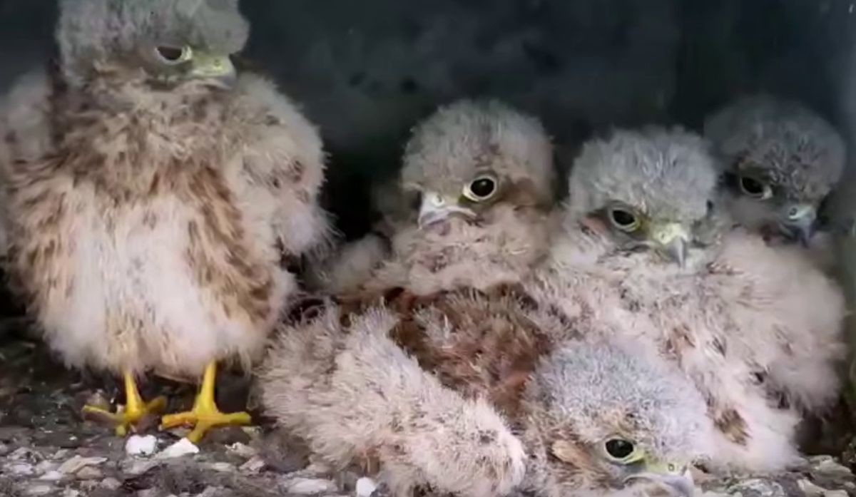 Взросление птенцов пустельги