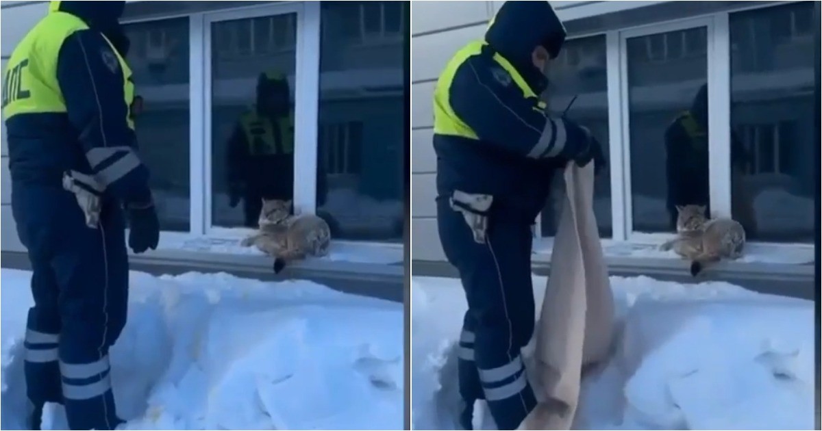 Полицейские поймали рысь в городе и вернули в дикую природу
