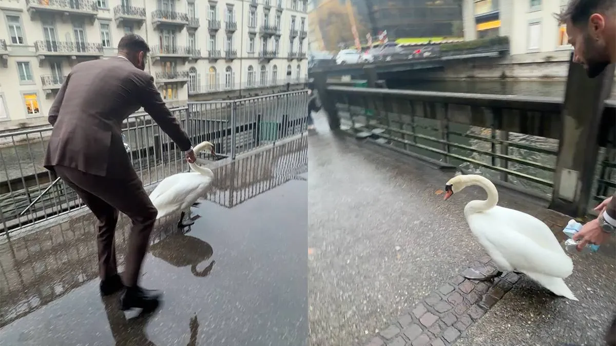 Мужчина помог лебедю выбраться из городской ловушки