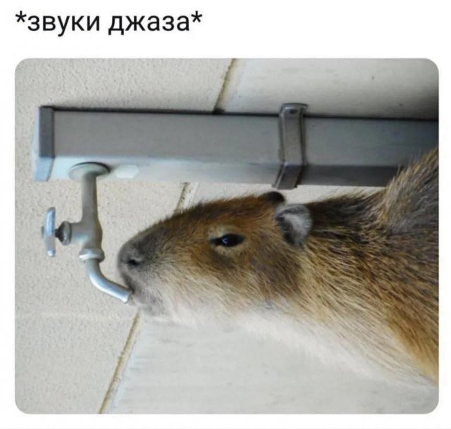 Скрины из соцсетей