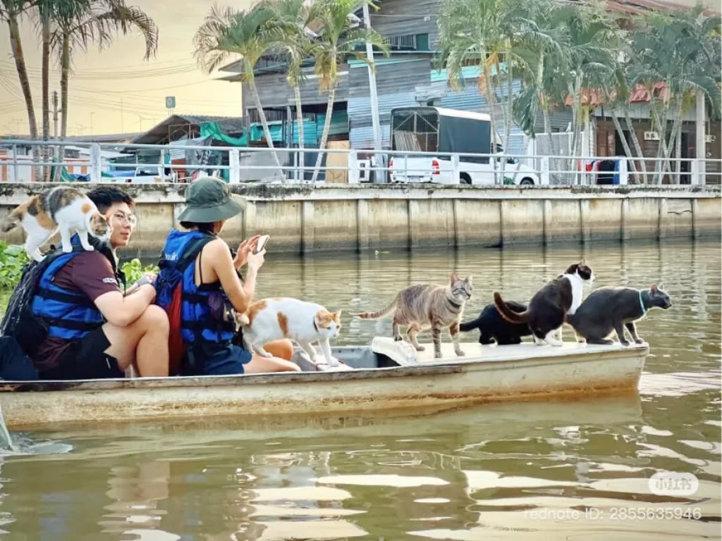 В Бангкоке мужчина катает туристов на лодках с котами